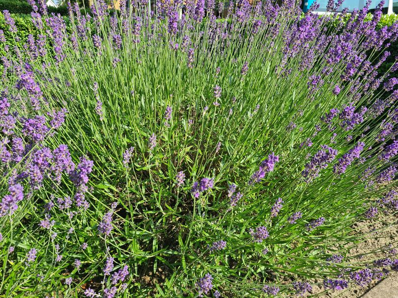 Gewone lavendel - Lavandula angustifolia 'Munstead' Gewone lavendel - Lavandula angustifolia 'Munstead'