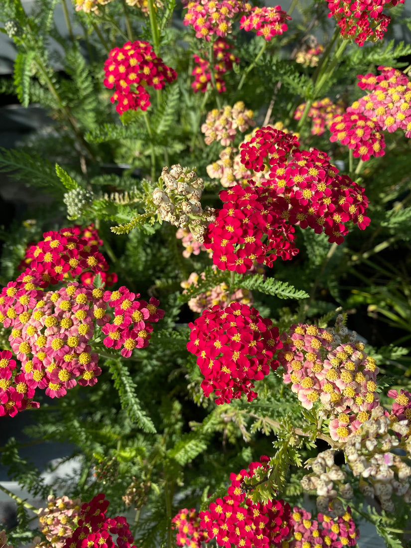 Gewoon duizendblad - Achillea millefolium 'Paprika' Gewoon duizendblad - Achillea millefolium 'Paprika'