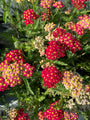 Gewoon duizendblad - Achillea millefolium 'Paprika' Gewoon duizendblad - Achillea millefolium 'Paprika'