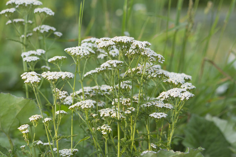 Gewoon duizendblad-Achillea millefolium 'White-Beauty' Gewoon duizendblad-Achillea millefolium 'White-Beauty'