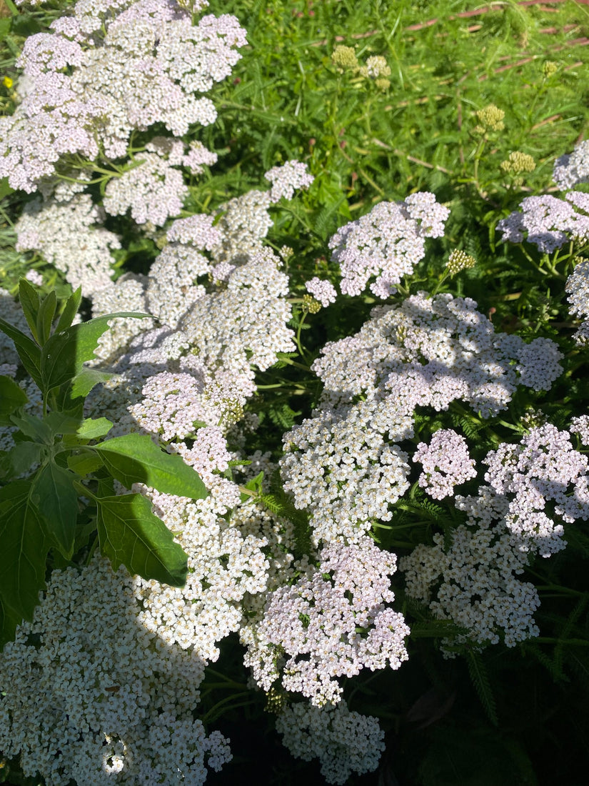 Bloei Gewoon duizendblad - Achillea millefolium Bloei Gewoon duizendblad - Achillea millefolium