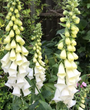 Gewoon vingerhoedskruid Digitalis purpurea 'Alba' Gewoon vingerhoedskruid Digitalis purpurea 'Alba'