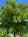 Ginkgo biloba 'Tremonia' Ginkgo biloba 'Tremonia'
