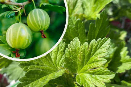 Ribes uva - crispa 'Hinnonmaki Grön'