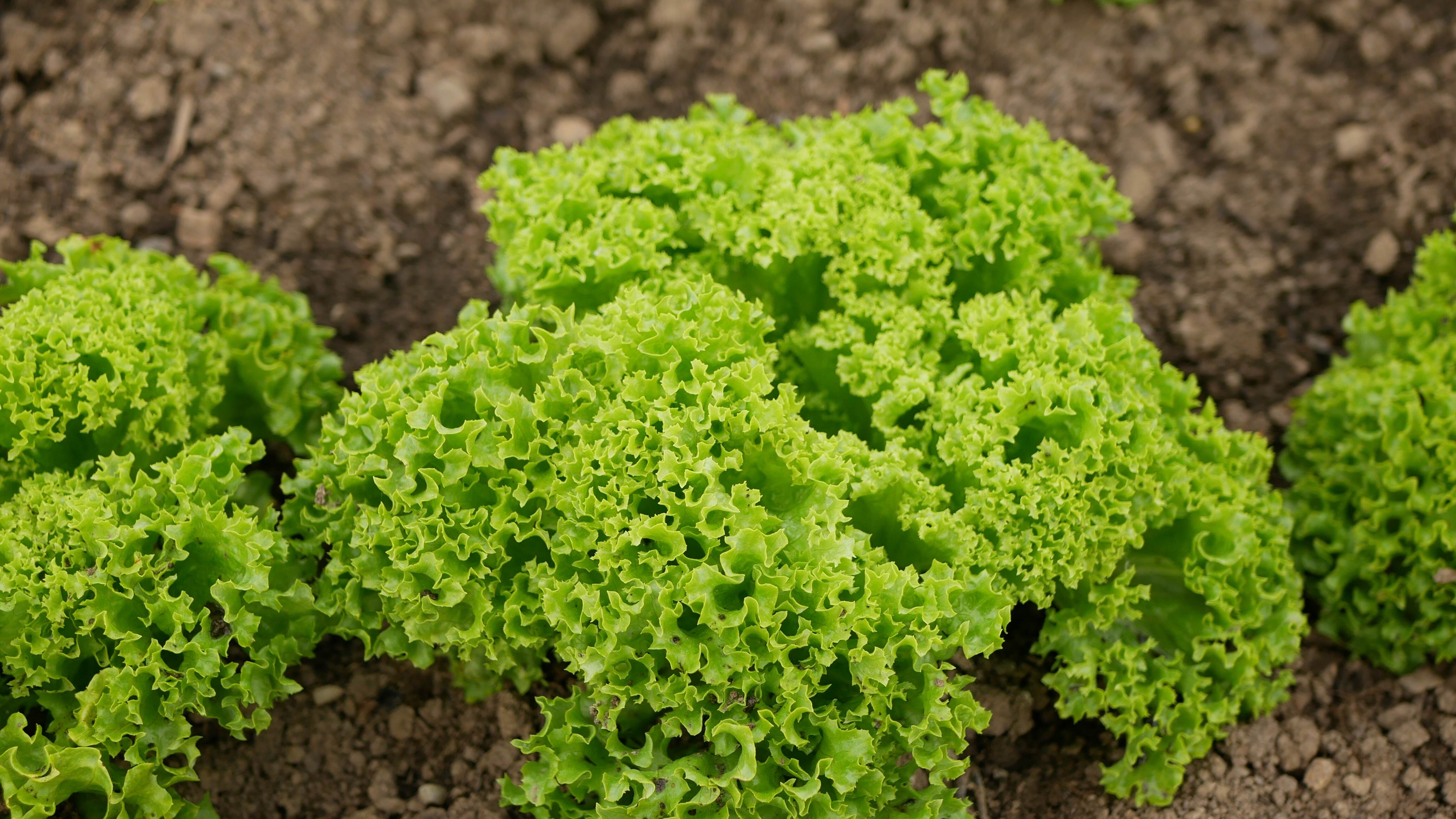 Grüner Kraussalat (lollo verto) Lactuca sativa Salatpflanze