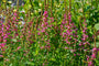 Grote kattenstaart - Lythrum salicaria 'Robert' online tuinplanten kopen Grote kattenstaart - Lythrum salicaria 'Robert' online tuinplanten kopen