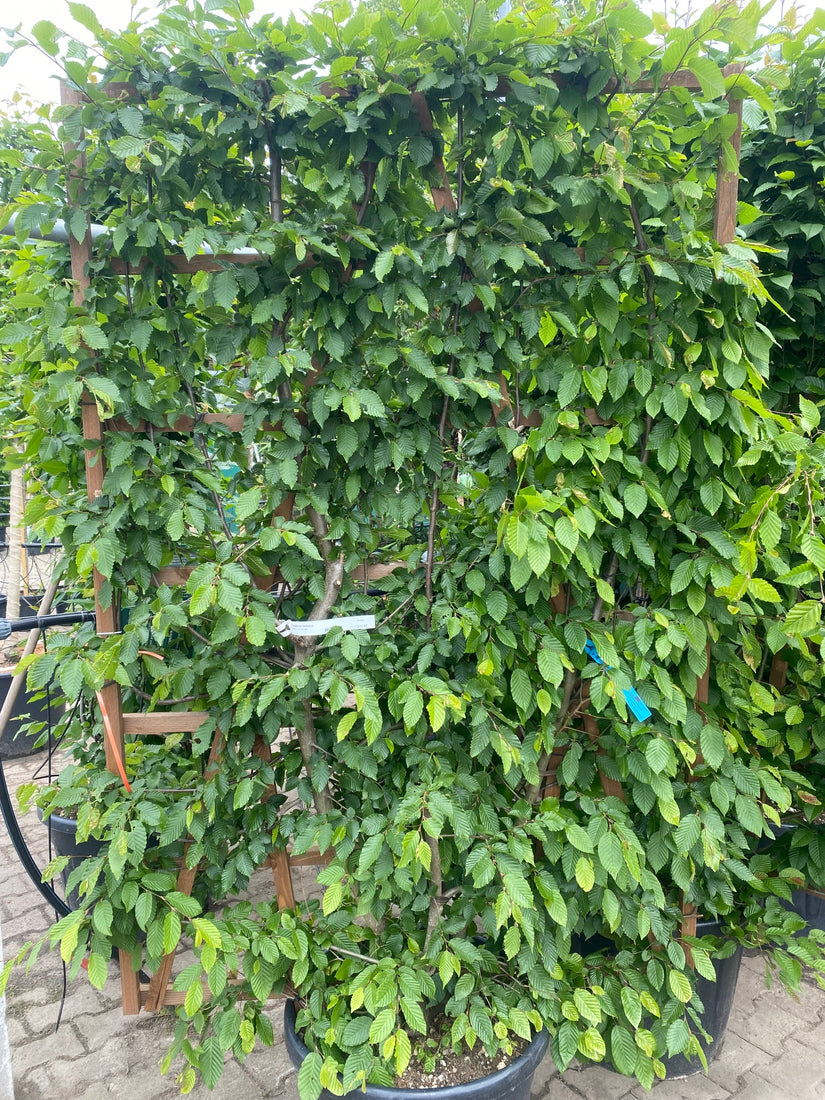 Haag carpinus betulus laagstam op rek Haag carpinus betulus laagstam op rek