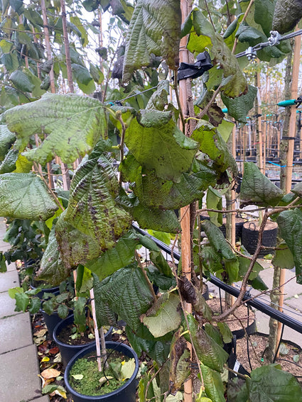 Hazelaar - Corylus avellana 'Fertile de Coutard' (November)