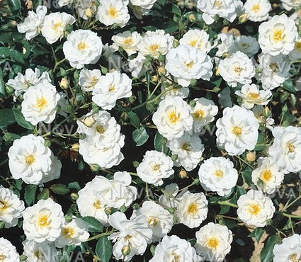 Heesterroos - Rosa 'Schneekönigin'