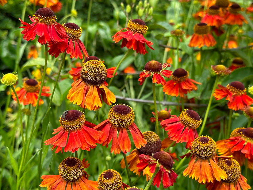 Rood oranje bloei Zonnekruid - Helenium 'Moerheim Beauty' Rood oranje bloei Zonnekruid - Helenium 'Moerheim Beauty'