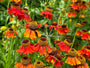 Rood oranje bloei Zonnekruid - Helenium 'Moerheim Beauty' Rood oranje bloei Zonnekruid - Helenium 'Moerheim Beauty'