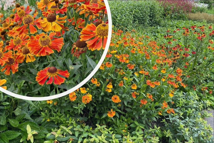 Bloei Zonnekruid - Helenium 'Moerheim Beauty' Bloei Zonnekruid - Helenium 'Moerheim Beauty'