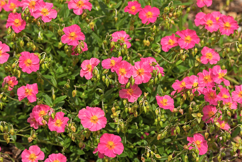 Helianthemum 'Ben Hope' is een rijkbloeiende en langbloeiende halfheester Helianthemum 'Ben Hope' is een rijkbloeiende en langbloeiende halfheester