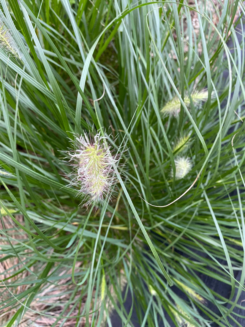 Lampenpoetsergras Lampenpoetsergras