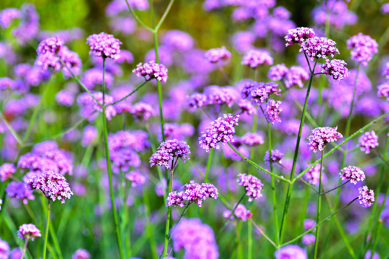Kaufen Sie die Pflanze Verbena bonariensis Lilac Purple
