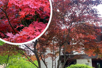 Japanse Esdoorn - Acer palmatum 'Bloodgood'