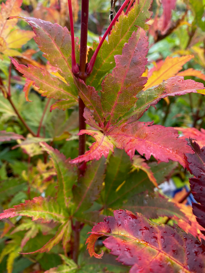 Herfstblad Acer shirasawanum 'Jordan' Herfstblad Acer shirasawanum 'Jordan'