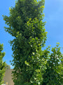 Japanse notenboom - Ginkgo biloba 'David' Japanse notenboom - Ginkgo biloba 'David'