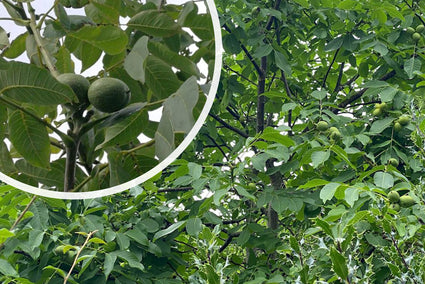 Walnootboom - Juglans regia 'Broadview'