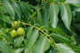 Zuil walnootboom - Juglans regia 'Chandler' Zuil walnootboom - Juglans regia 'Chandler'