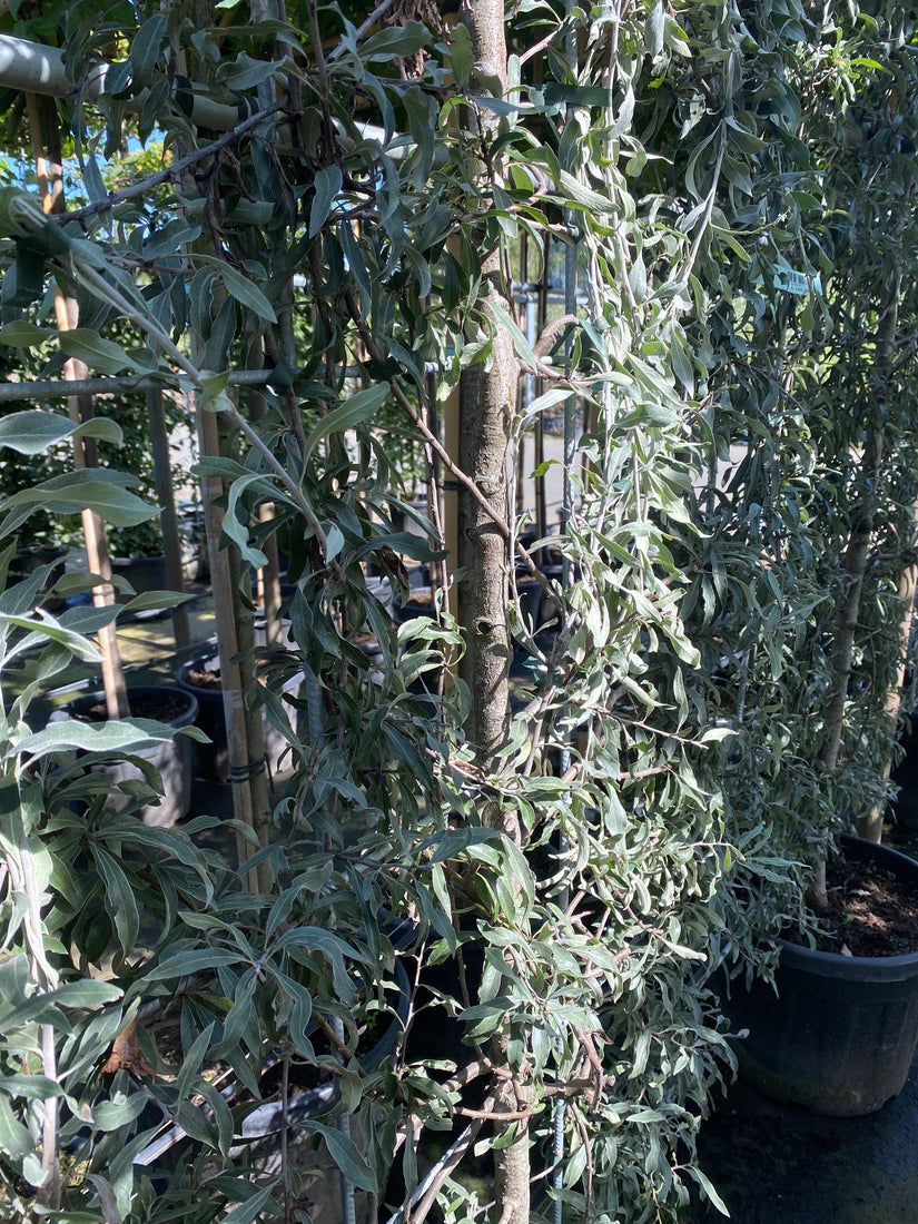 Kant en klare Haag Sierpeer - Pyrus salicifolia 'Pendula' Kant en klare Haag Sierpeer - Pyrus salicifolia 'Pendula'