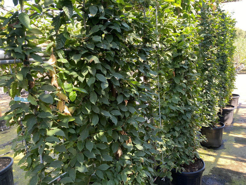 Haagbeuk wordt volgroeid geleverd aan een stalen trellis Haagbeuk wordt volgroeid geleverd aan een stalen trellis