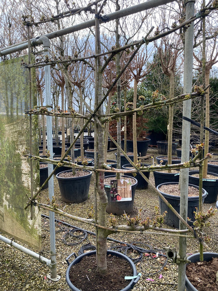 Kersenboom - Prunus Avium 'Stella'