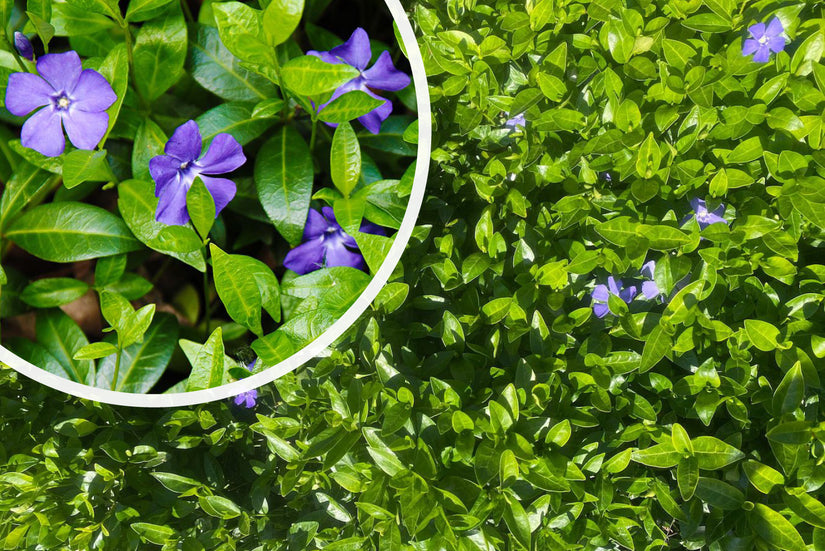 Kleine maagdenpalm - Vinca minor Kleine maagdenpalm - Vinca minor