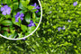 Kleine maagdenpalm - Vinca minor Kleine maagdenpalm - Vinca minor