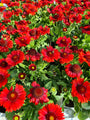 Kokardenbloem - Gaillardia 'Burgunder' Kokardenbloem - Gaillardia 'Burgunder'