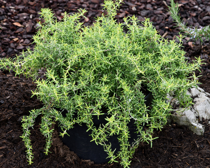 Bodembedekkende rozemarijn plant Bodembedekkende rozemarijn plant