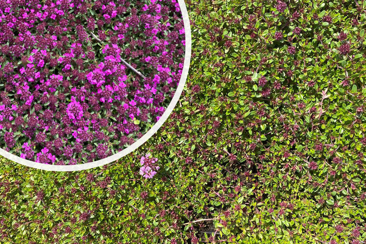 Kaufen Sie kriechenden Thymian Thymus praecox 'Coccineus' rosaroten Thymian