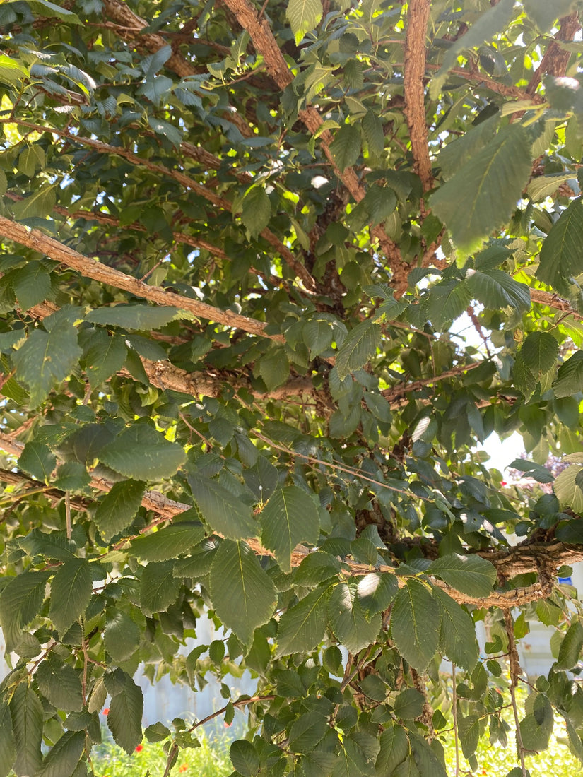 Detail Kurkiep - Ulmus minor 'Cloud Corky' Detail Kurkiep - Ulmus minor 'Cloud Corky'