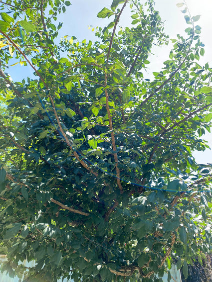 Kurkiep - Ulmus minor 'Cloud Corky'