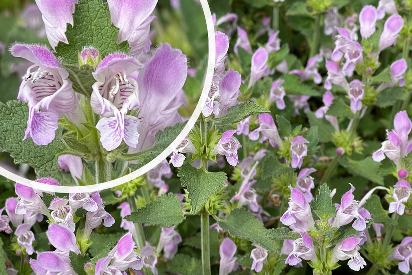 Bloei Dovenetel - Lamium garganicum Bloei Dovenetel - Lamium garganicum