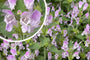 Bloei Dovenetel - Lamium garganicum Bloei Dovenetel - Lamium garganicum