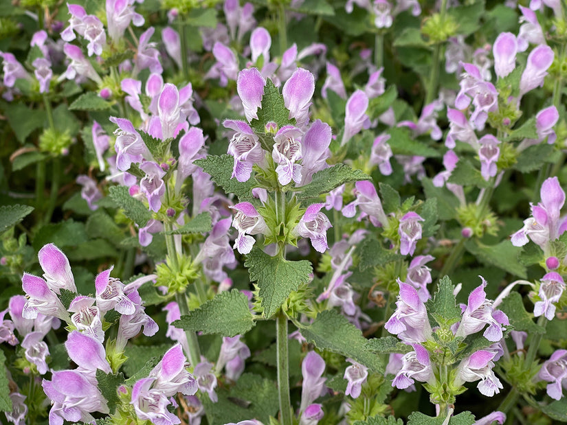Dovenetel - Lamium garganicum Dovenetel - Lamium garganicum