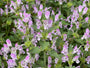 Dovenetel - Lamium garganicum Dovenetel - Lamium garganicum