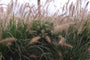 Lampenpoetsersgras - Pennisetum alopecuroides Lampenpoetsersgras - Pennisetum alopecuroides