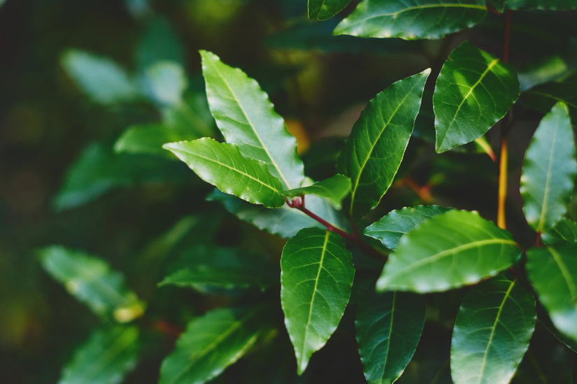 Laurier - Laurus nobilis Laurier - Laurus nobilis