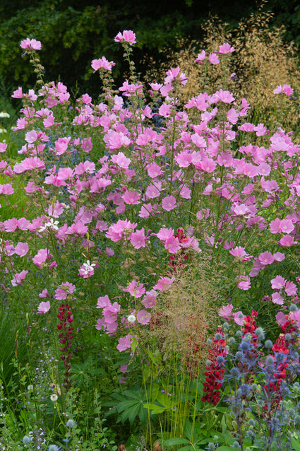 Lavatera 'Rosea' mooie struikachtige borderplant