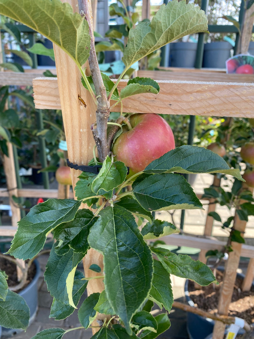 Handappel Malus domestica 'Idared' Handappel Malus domestica 'Idared'