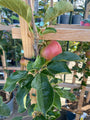 Handappel Malus domestica 'Idared' Handappel Malus domestica 'Idared'