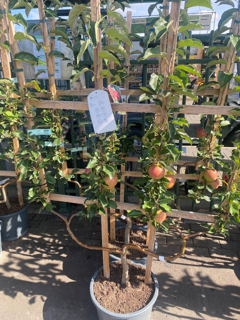 Lei Appelboom - Malus domestica 'Idared' Lei Appelboom - Malus domestica 'Idared'