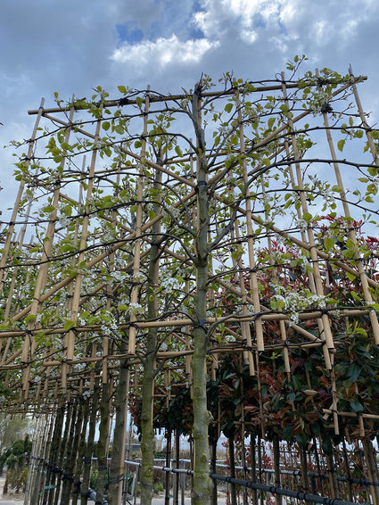 Lei Perenboom / Sierpeer - Pyrus Calleryana 'Chanticleer'