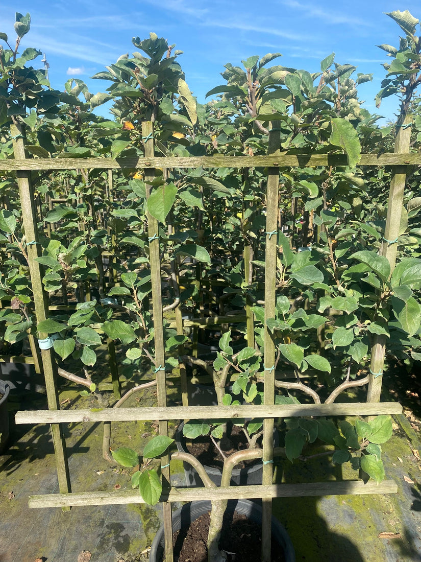 Lei appel - Malus domestica 'Gris Braibant' - leiboom Lei appel - Malus domestica 'Gris Braibant' - leiboom