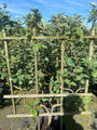 Lei appel - Malus domestica 'Gris Braibant' - leiboom Lei appel - Malus domestica 'Gris Braibant' - leiboom