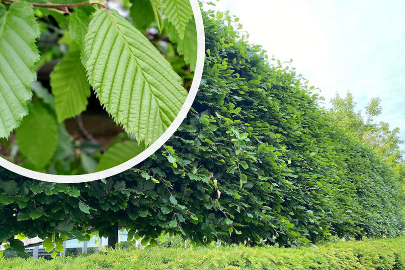 Lei haagbeuk - Carpinus betulus leiboom Lei haagbeuk - Carpinus betulus leiboom