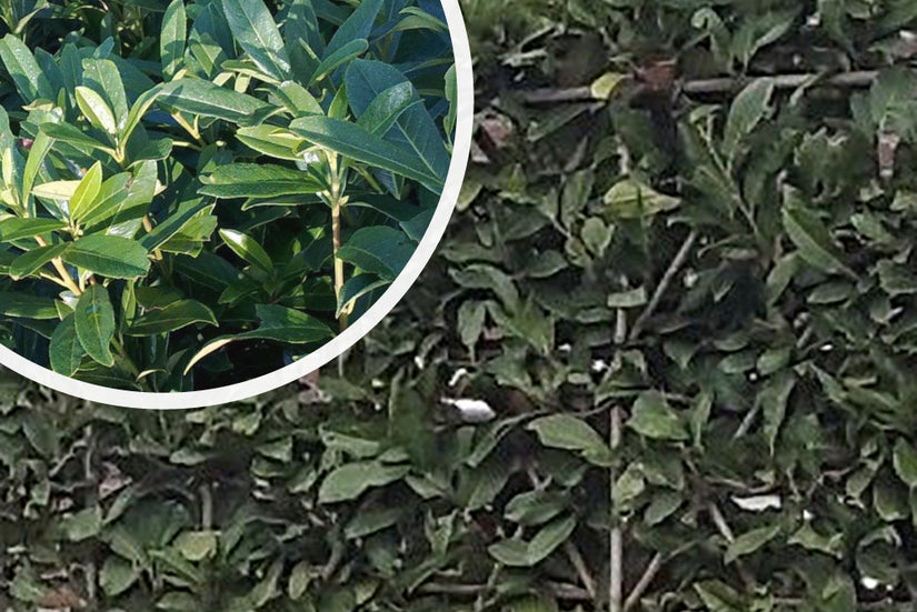 Leilaurier - Prunus caucasica leiboom bladkleur en bladvorm Leilaurier - Prunus caucasica leiboom bladkleur en bladvorm