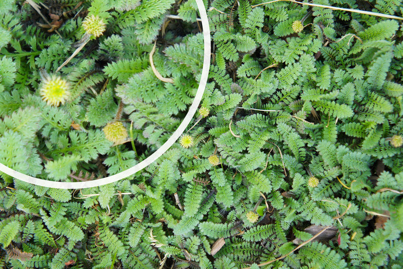 Koperknoopje - Leptinella Squalida in bloei Koperknoopje - Leptinella Squalida in bloei